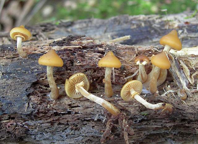 Una Galerina 